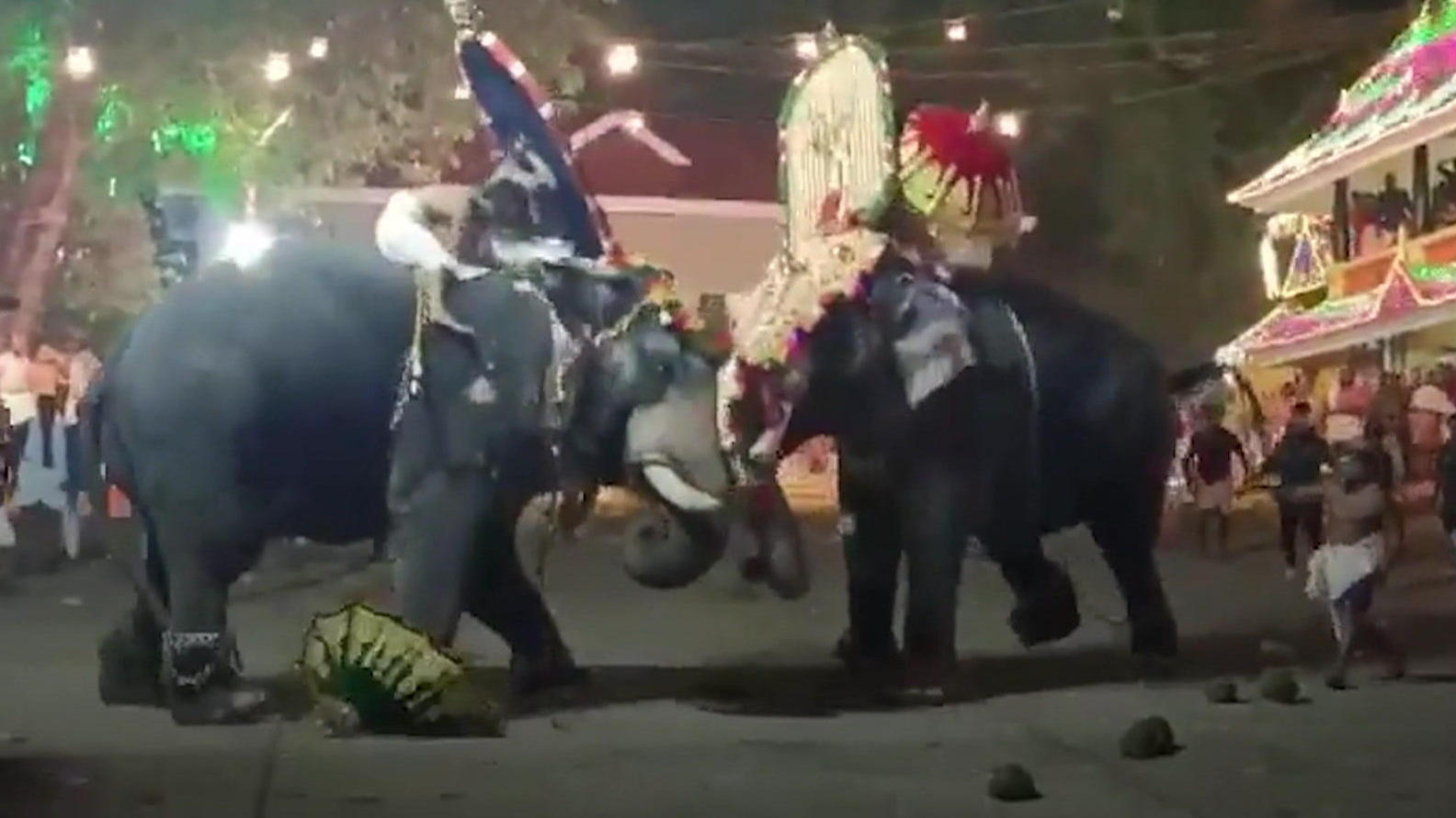 I tori e gli elefanti del duello impazziscono