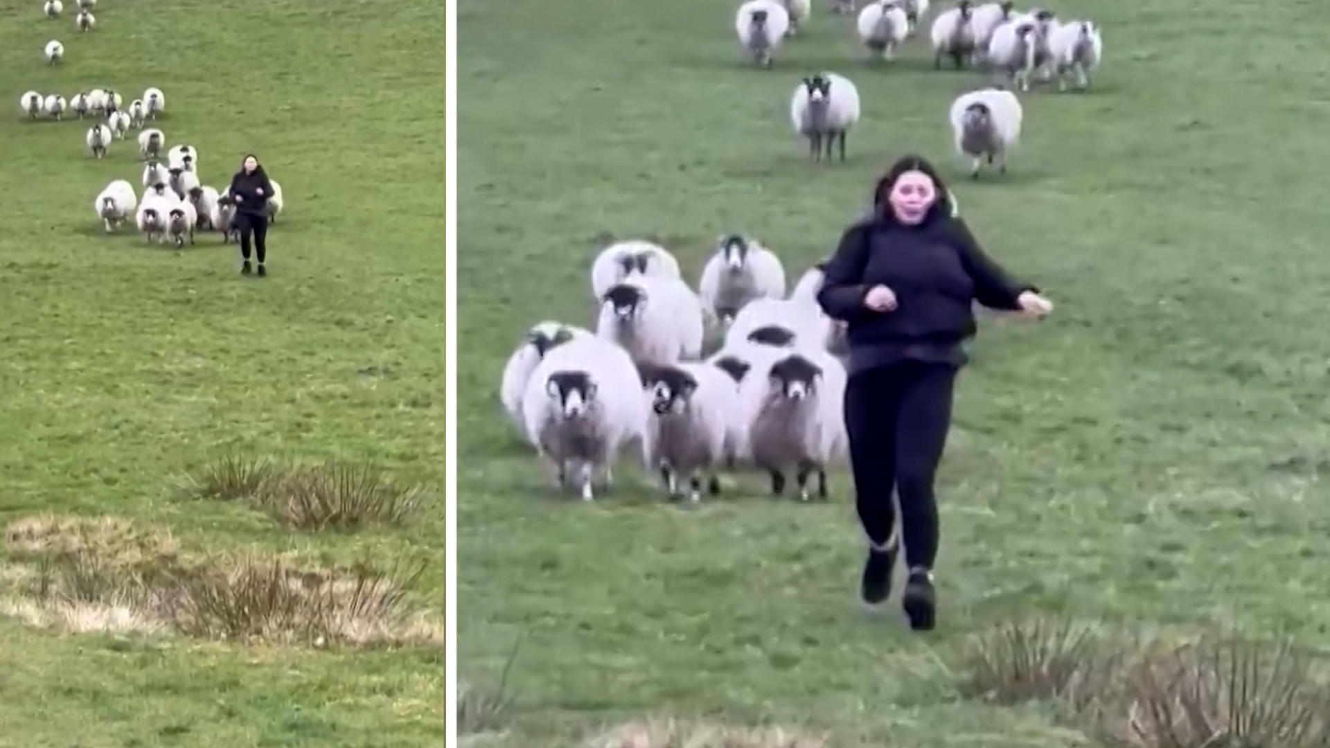 Schafe machen Jagd auf Teenager Kein Bock auf Gesellschaft