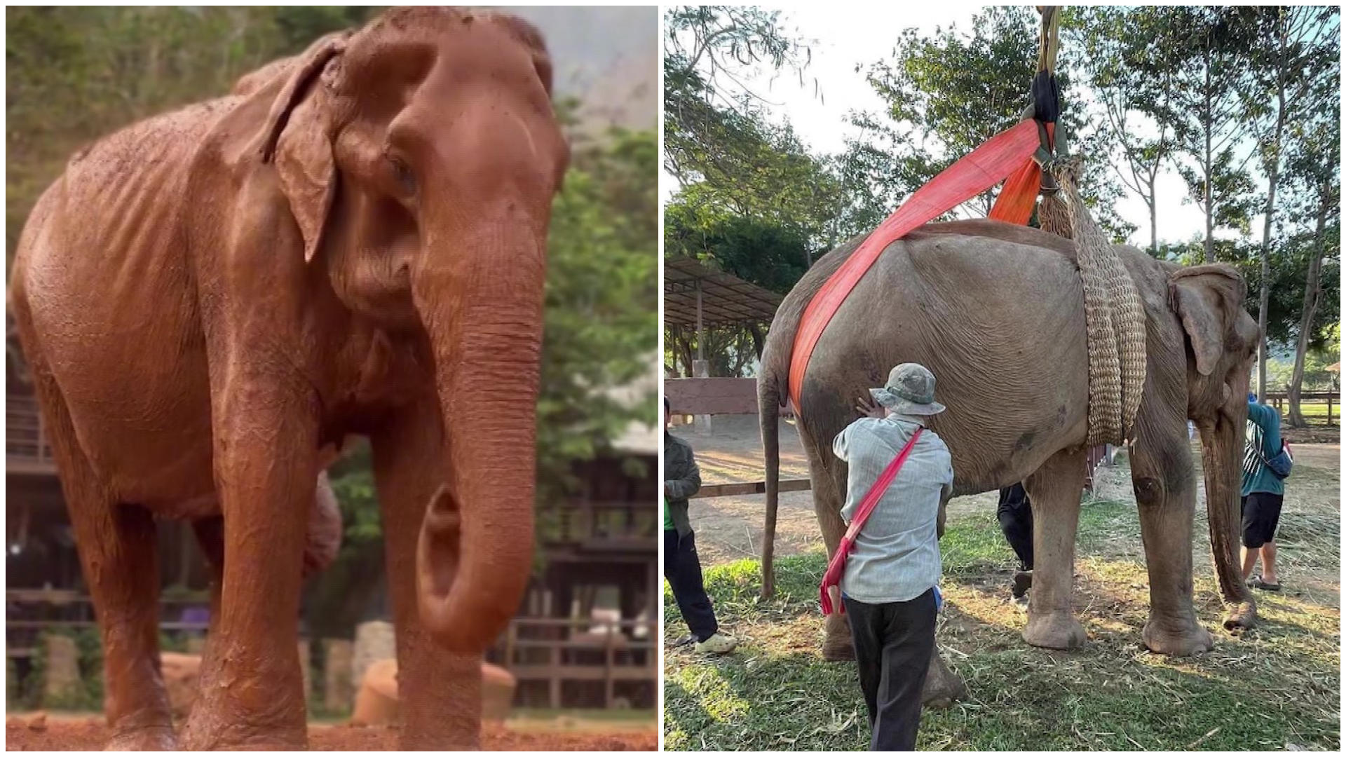 The female elephant was finally freed after 80 years of captivity!  Happy ending for Sombun