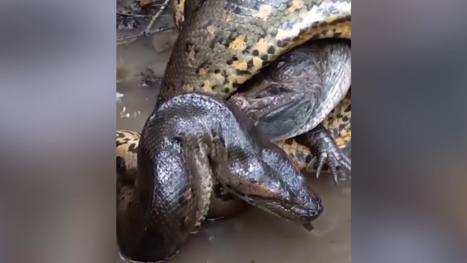 Killer hug!  Shocking footage of a snake crushing a crocodile in Brazil