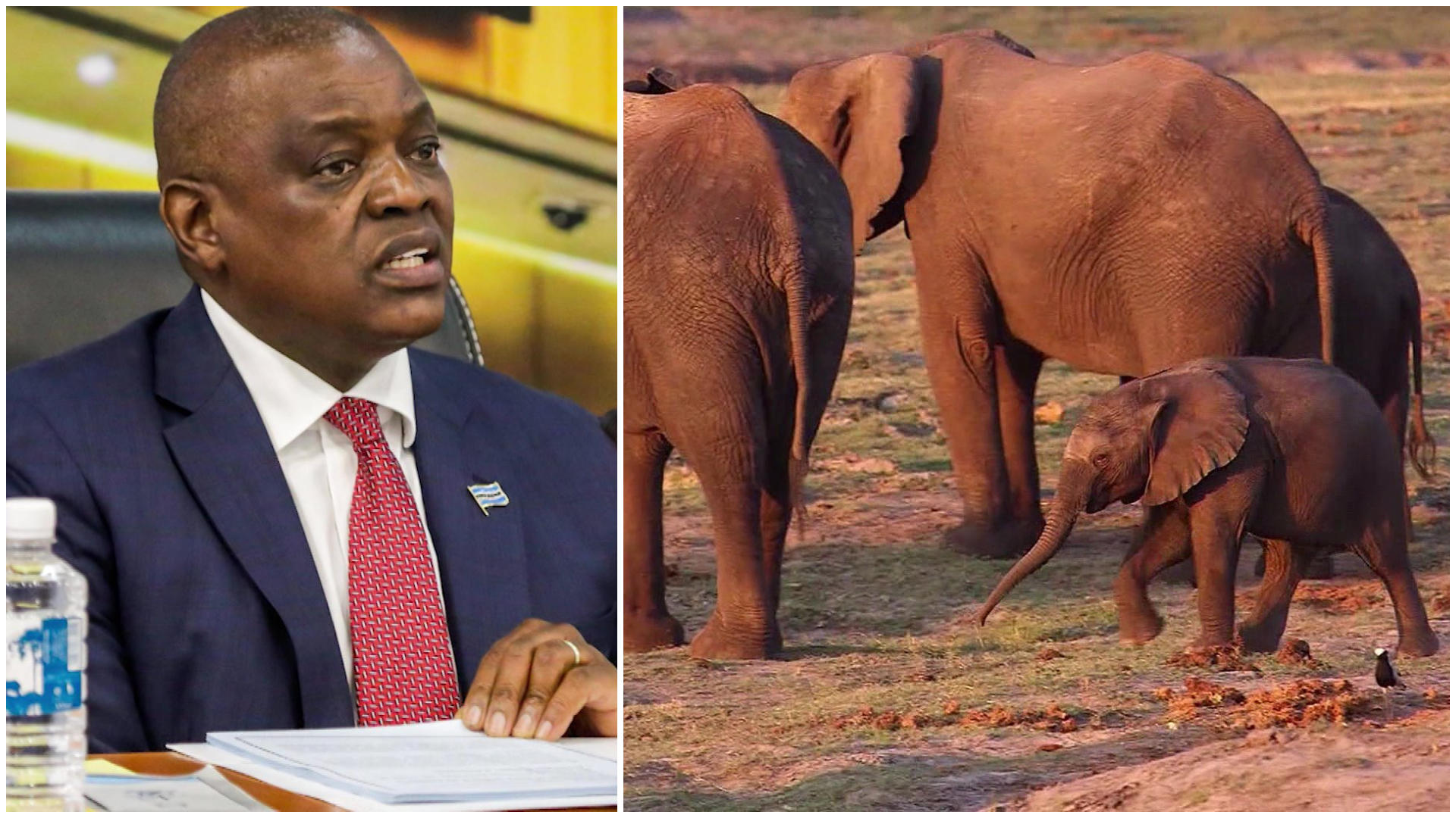 Wo sollten 20.000 Elefanten in Deutschland bloß hin?! Irres Angebot aus Botswana