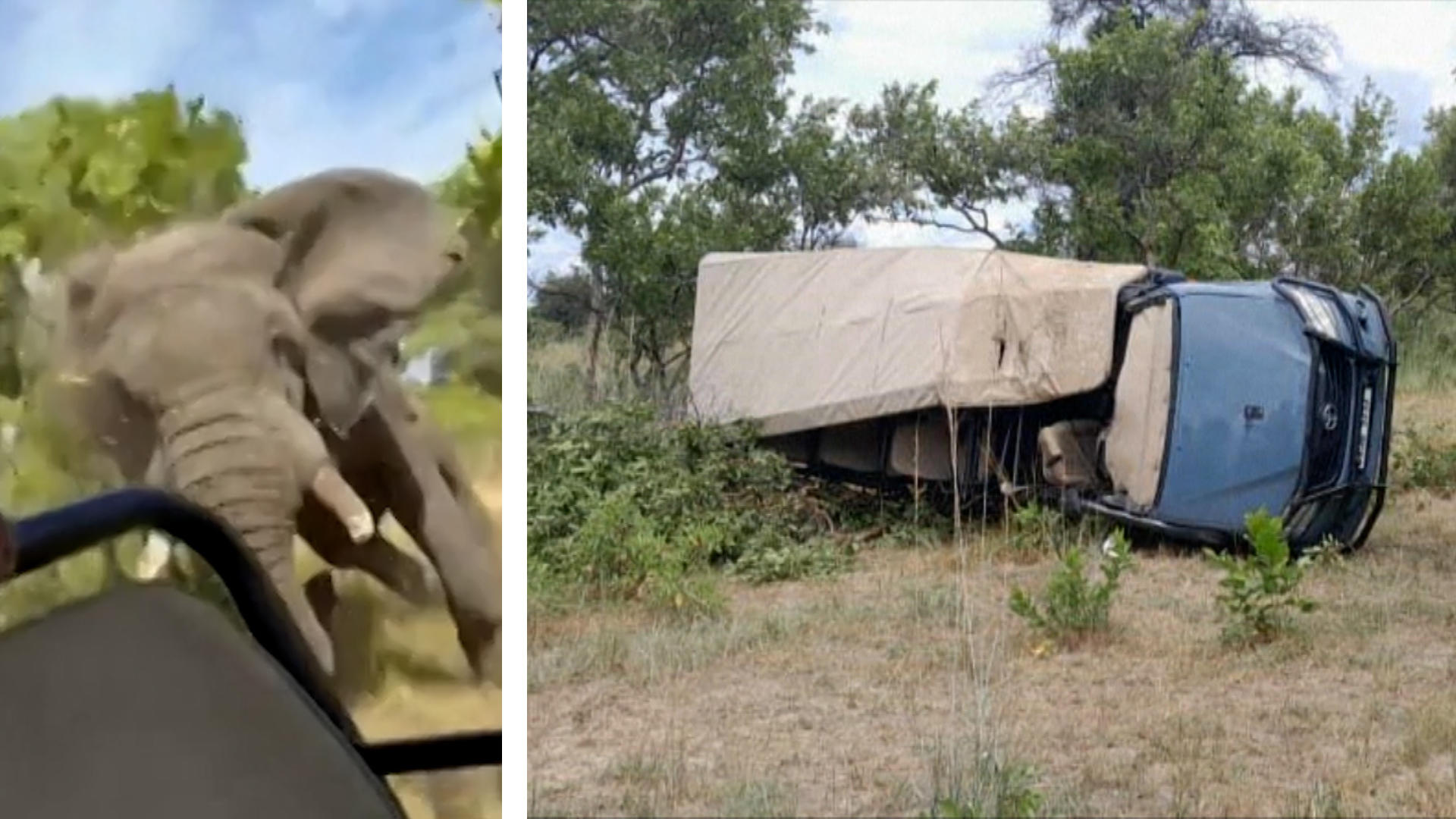 Un elefante ataca un camión: un turista muere horrorizado durante un safari