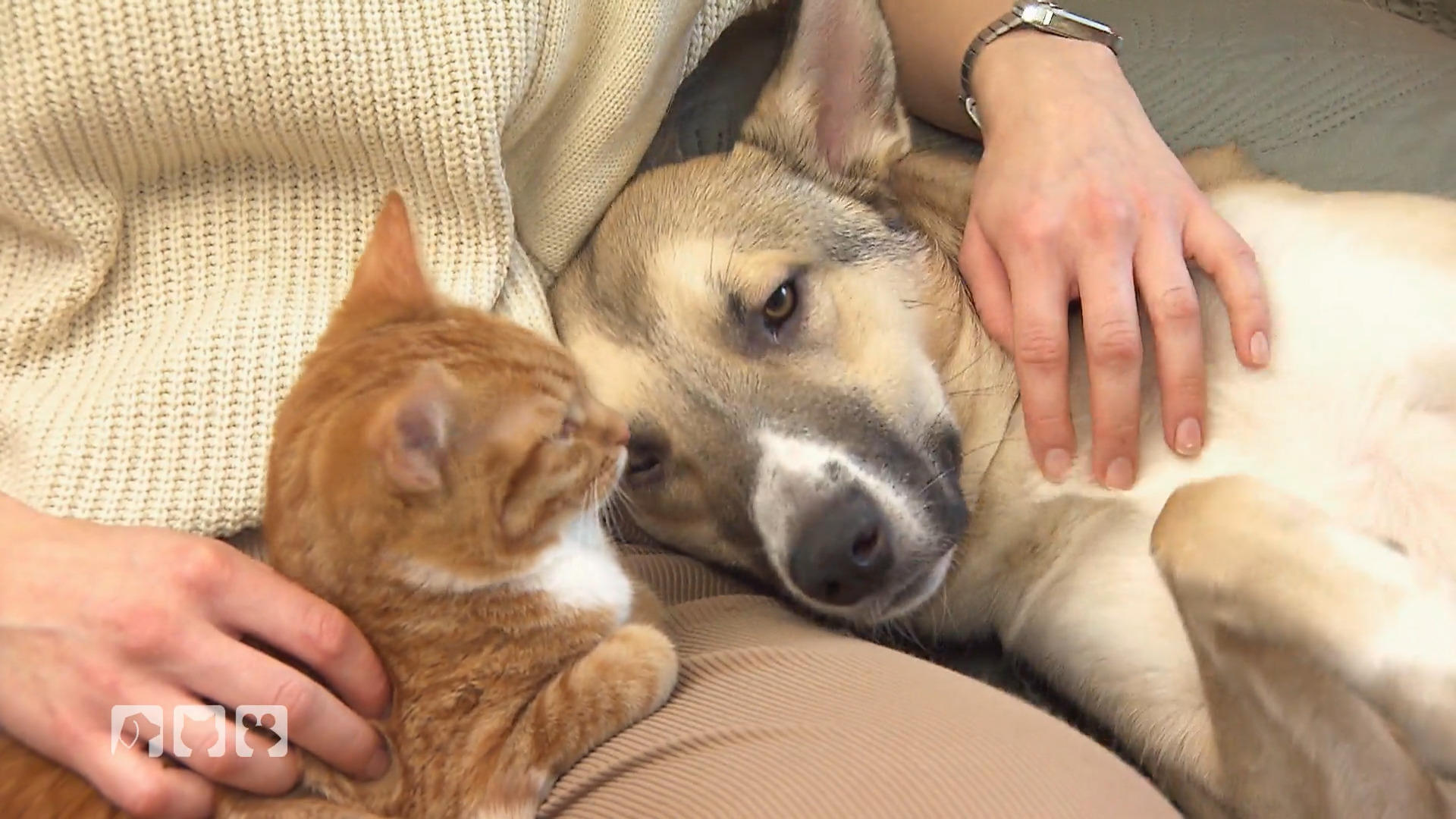 Hund und Katze - So klappt das Zusammenleben Tierische WG