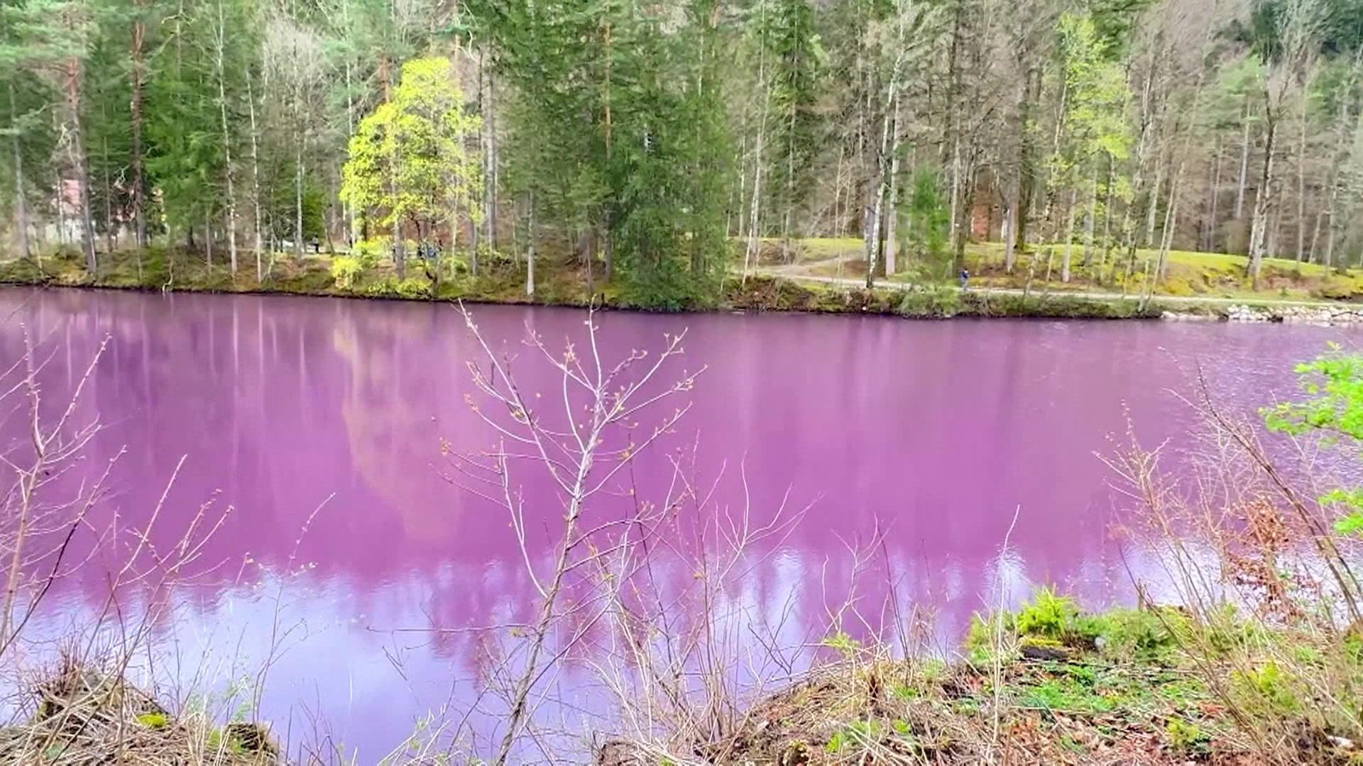 De repente, un lago en Ostallgäu se ilumina de color violeta.  ¿Un nuevo punto de acceso para influencers?