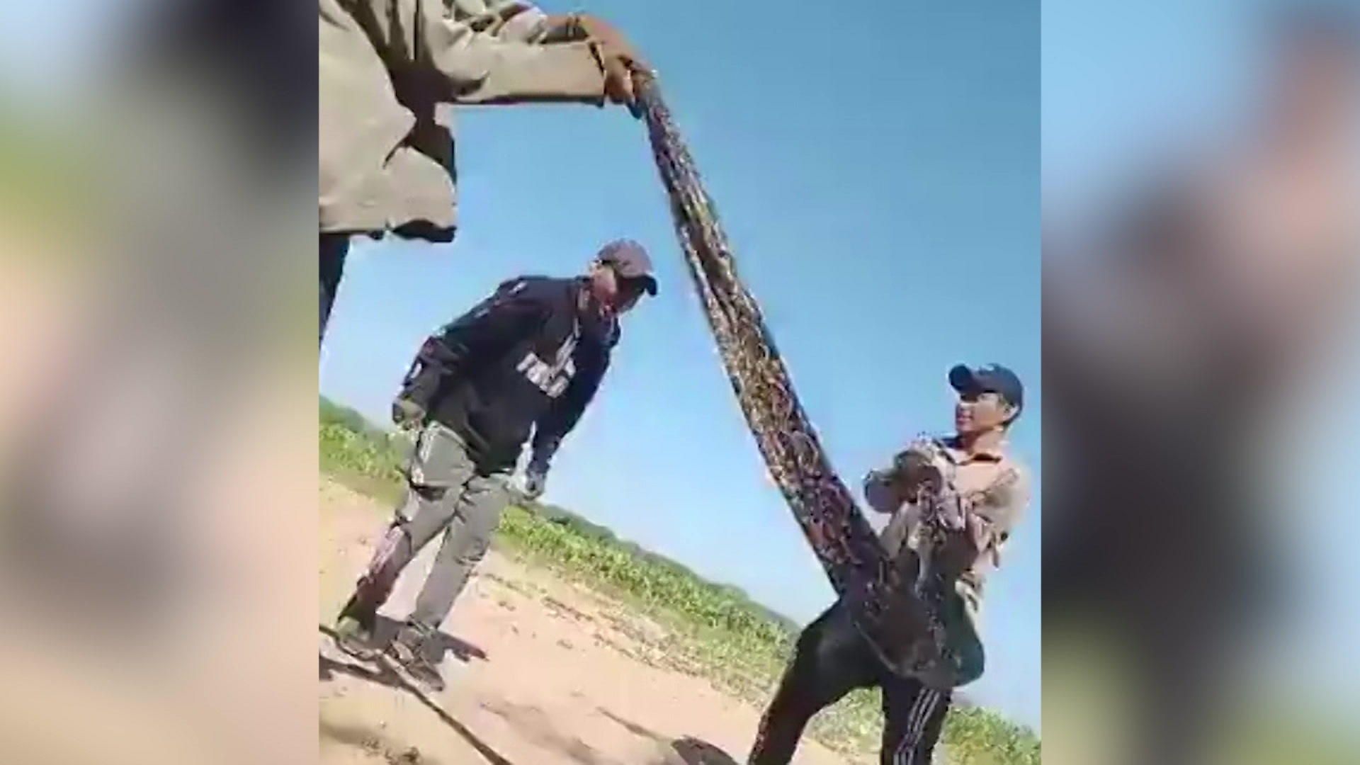 Orribile crudeltà sugli animali in cui gli uomini abusano dei serpenti come corde per saltare!