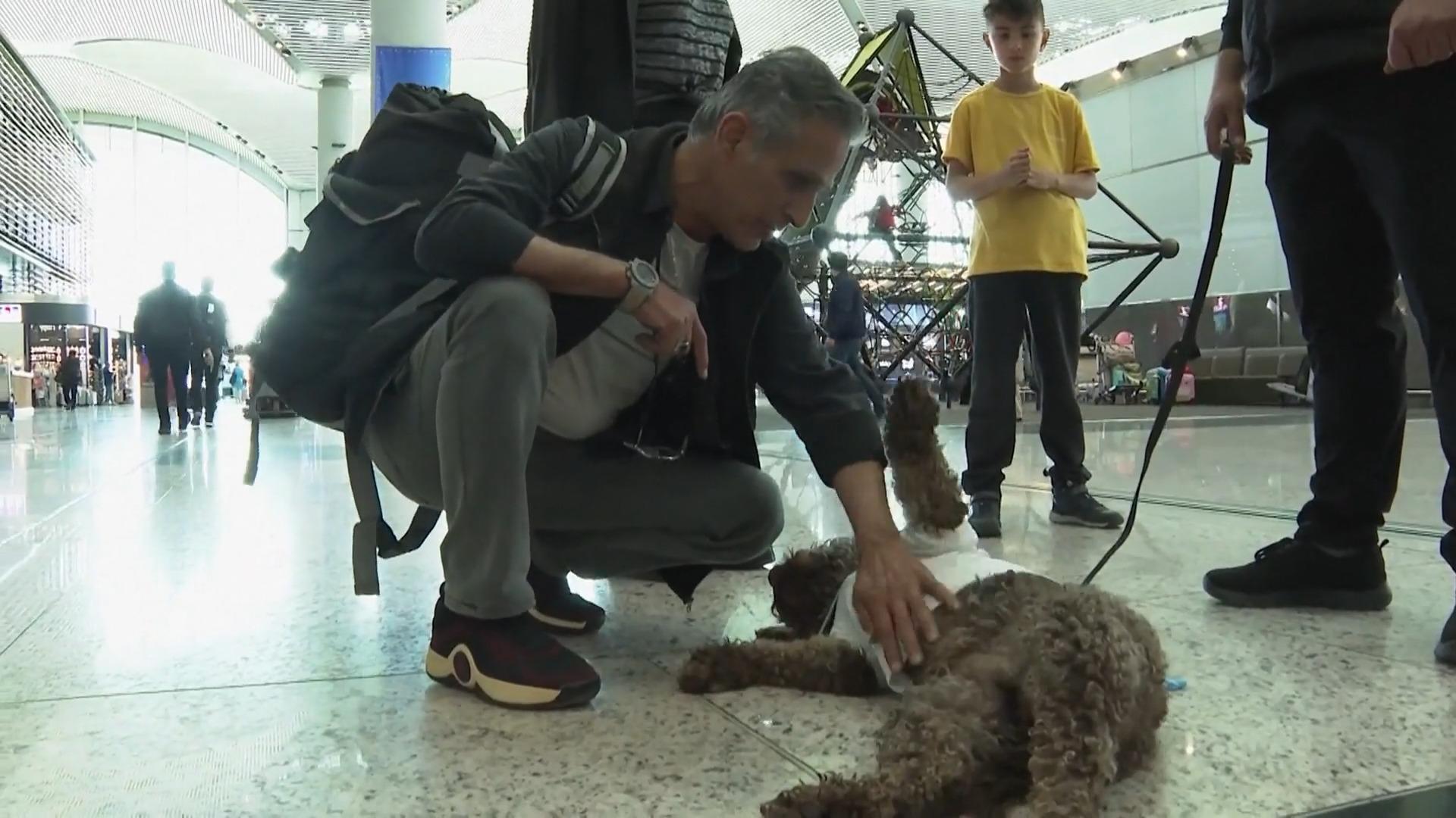 Il primo aeroporto ad affittare cani!  Addio alla paura di volare
