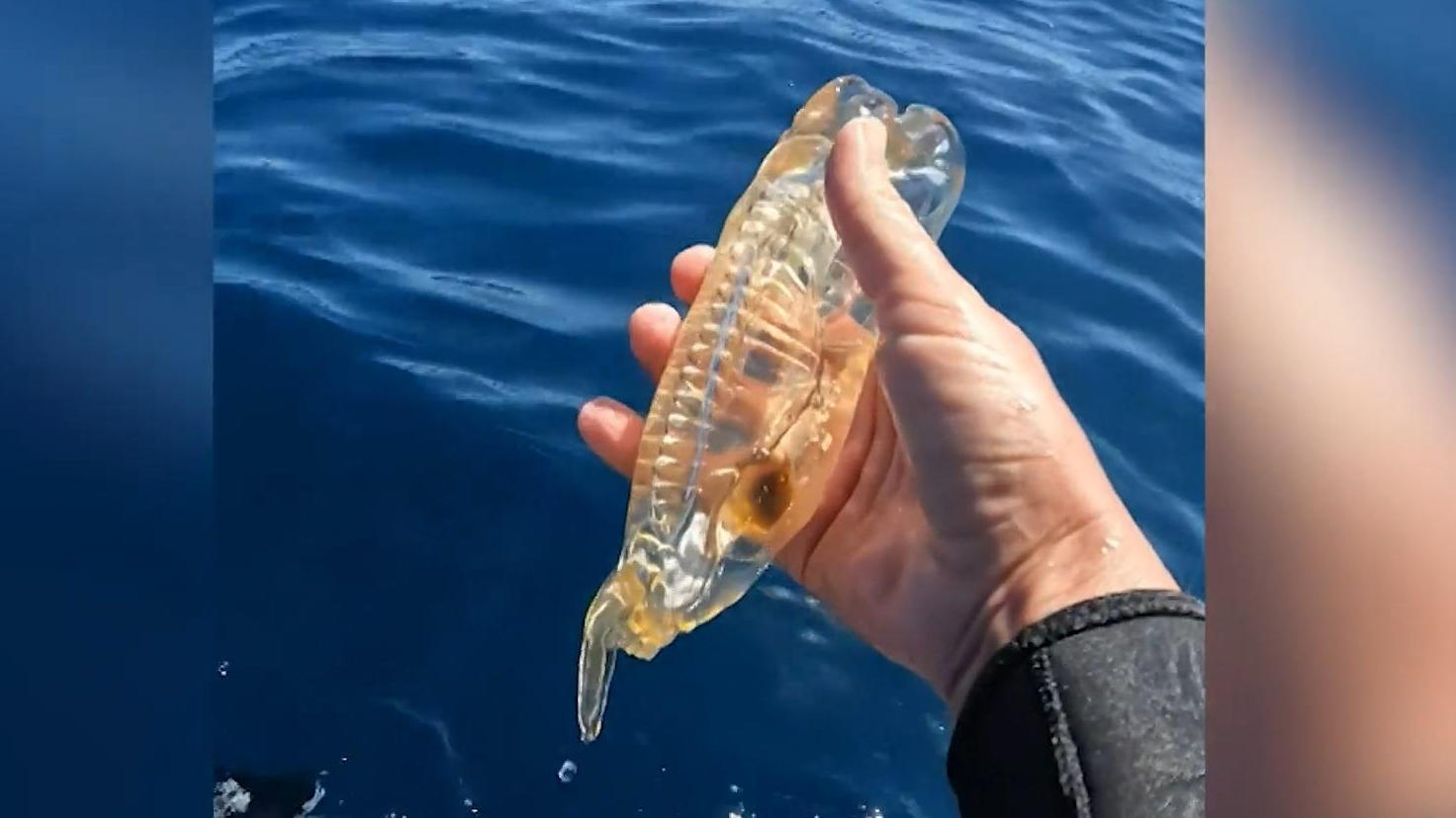 Il subacqueo di pesce caldo trova sexy il cetriolo di mare?