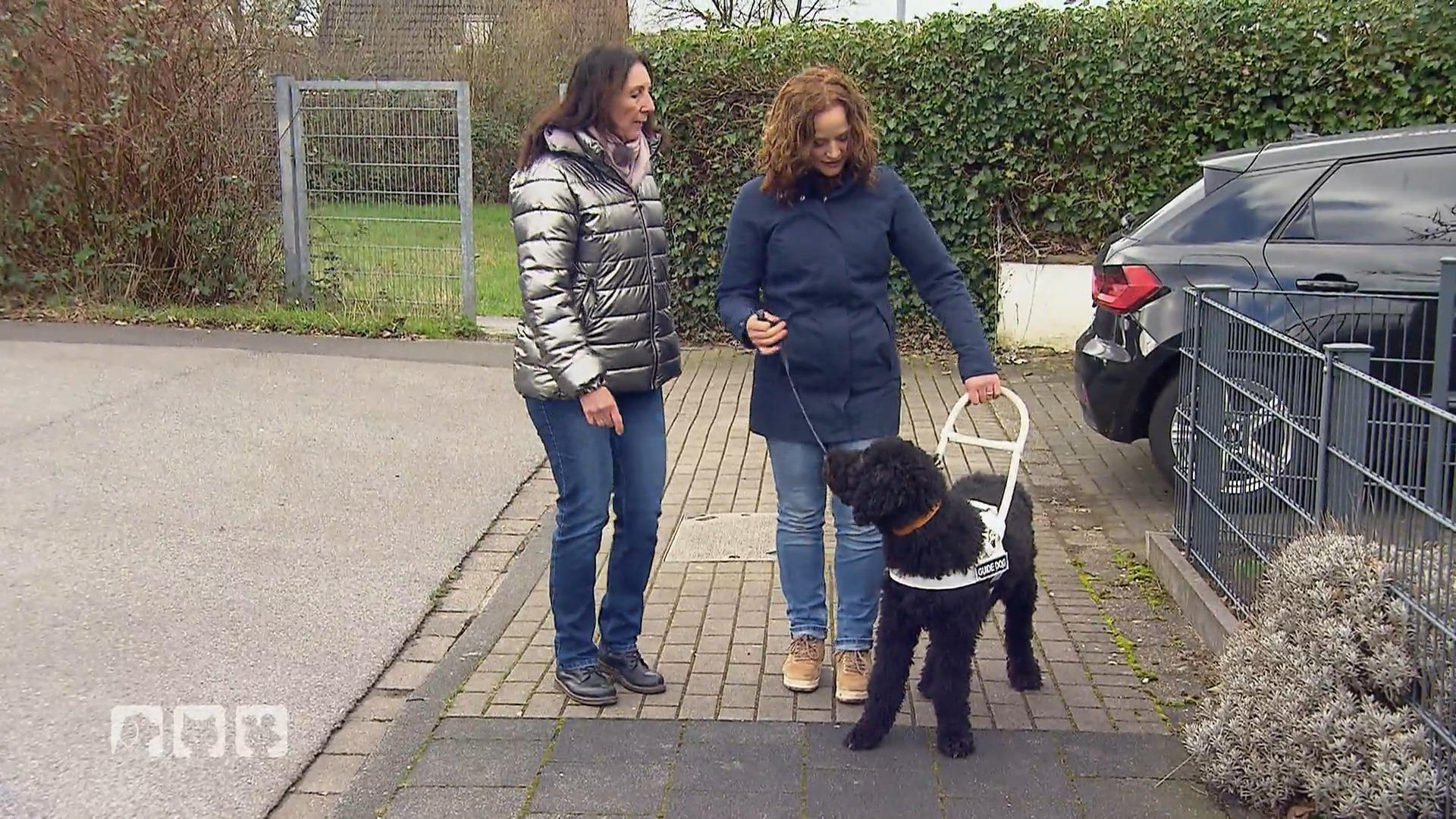Die aufwändige Ausbildung von Blindenführhunden So läuft es ab