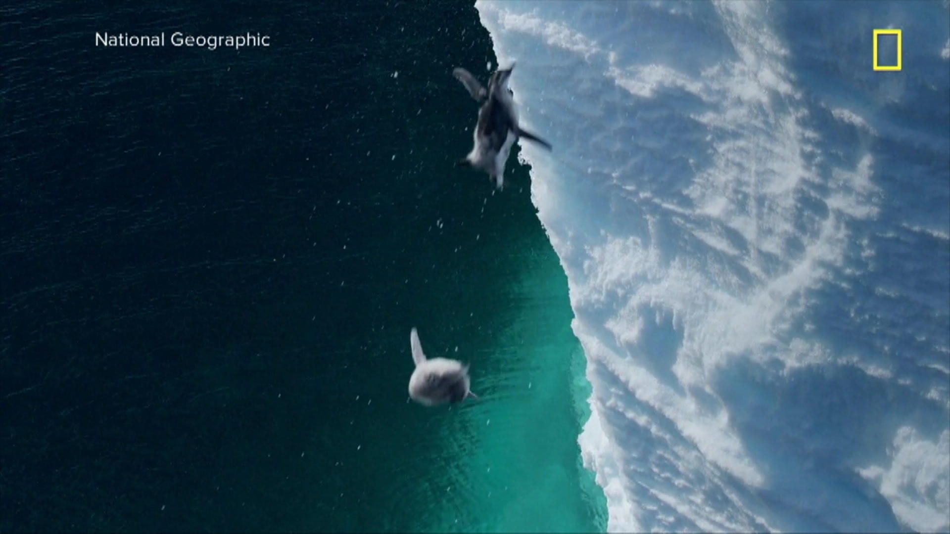 I pinguini bendati cadono coraggiosamente da alte scogliere!