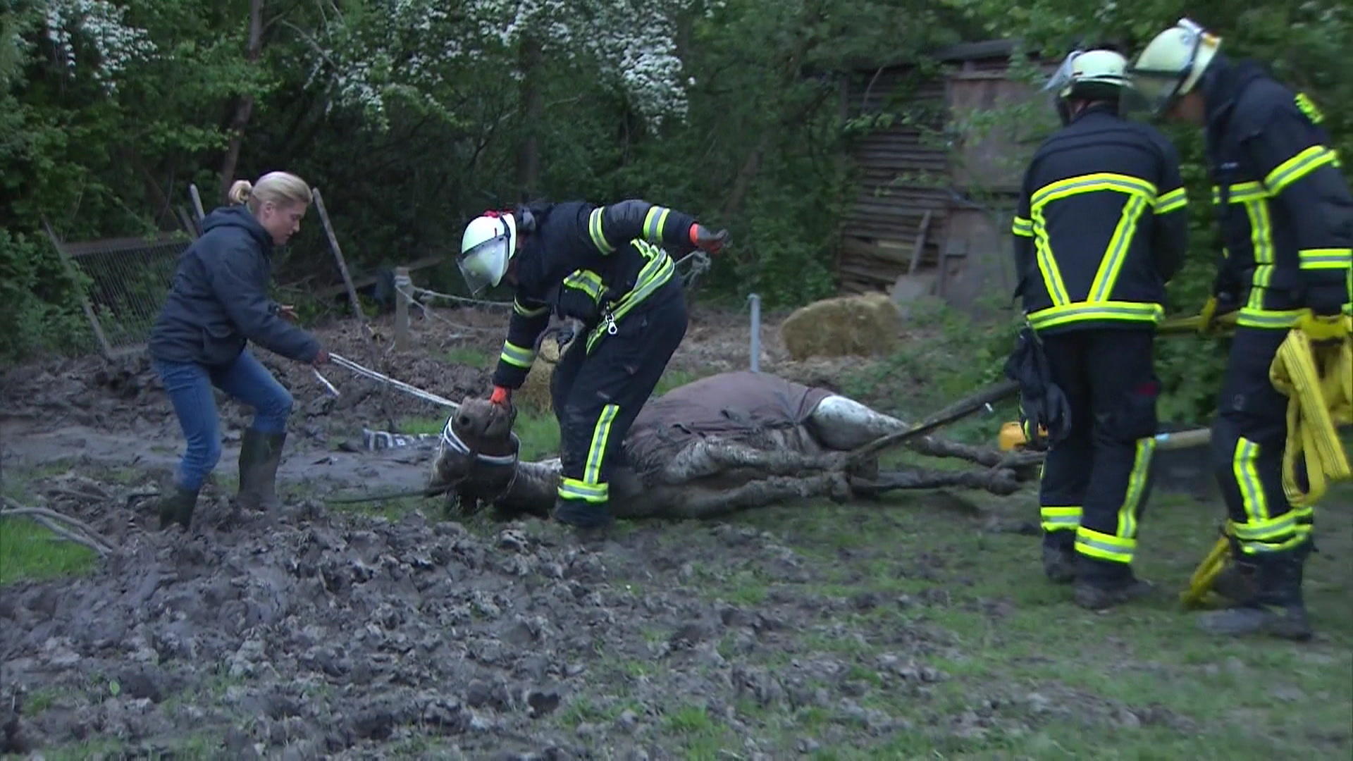 I vigili del fuoco di Dortmund devono salvare il cavallo in un'operazione di salvataggio straordinaria