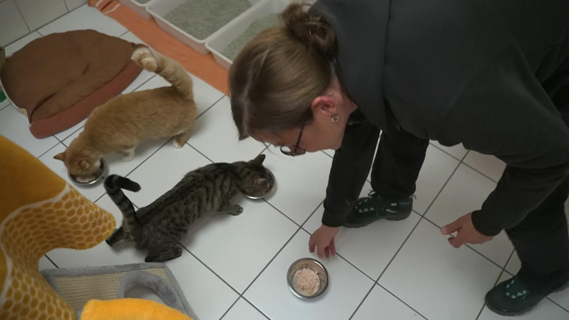 Tierschutzbund warnt vor einer "Katzenschwemme" Tierheime bald am Limit
