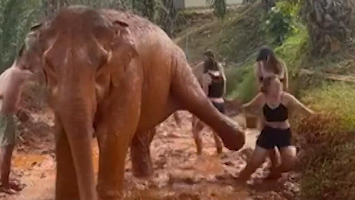 Elefant kickt Touristin um In den Schlamm getreten!
