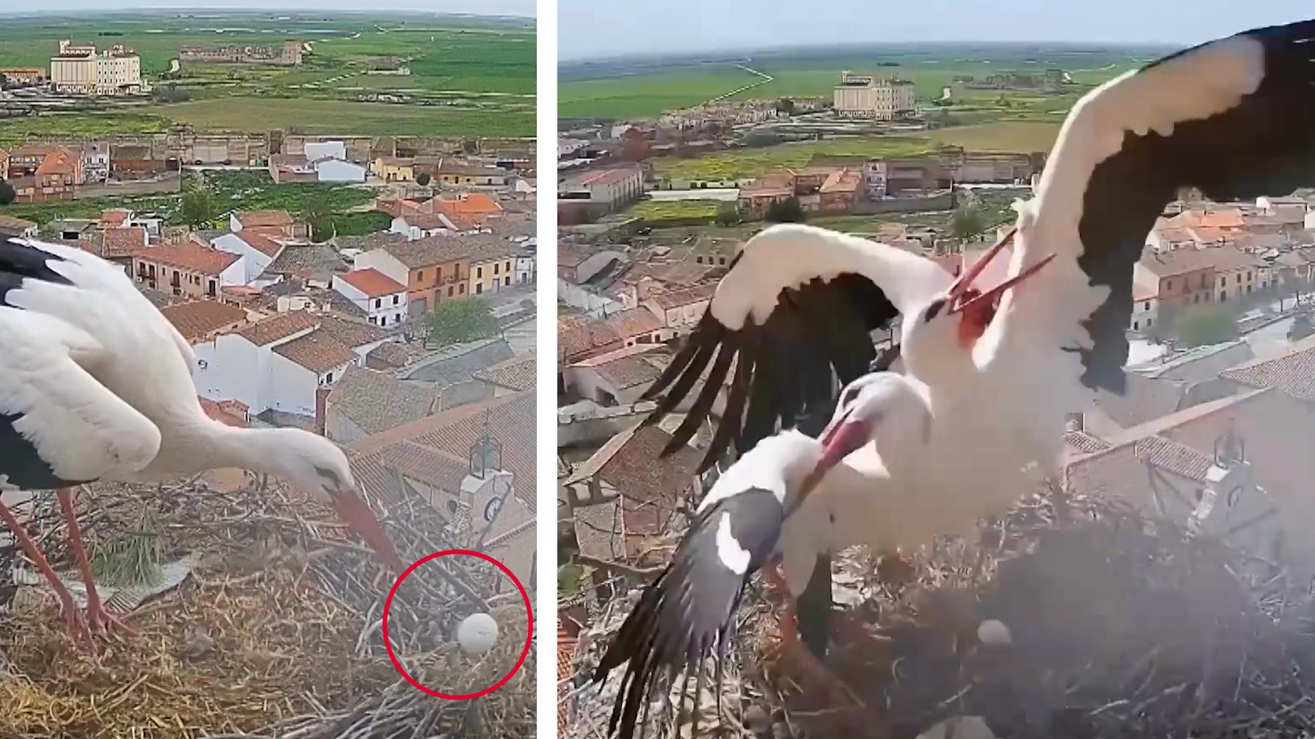 Brutalo-Storch wird zum Brut-Killer Mutter kämpft verzweifelt um Nachwuchs