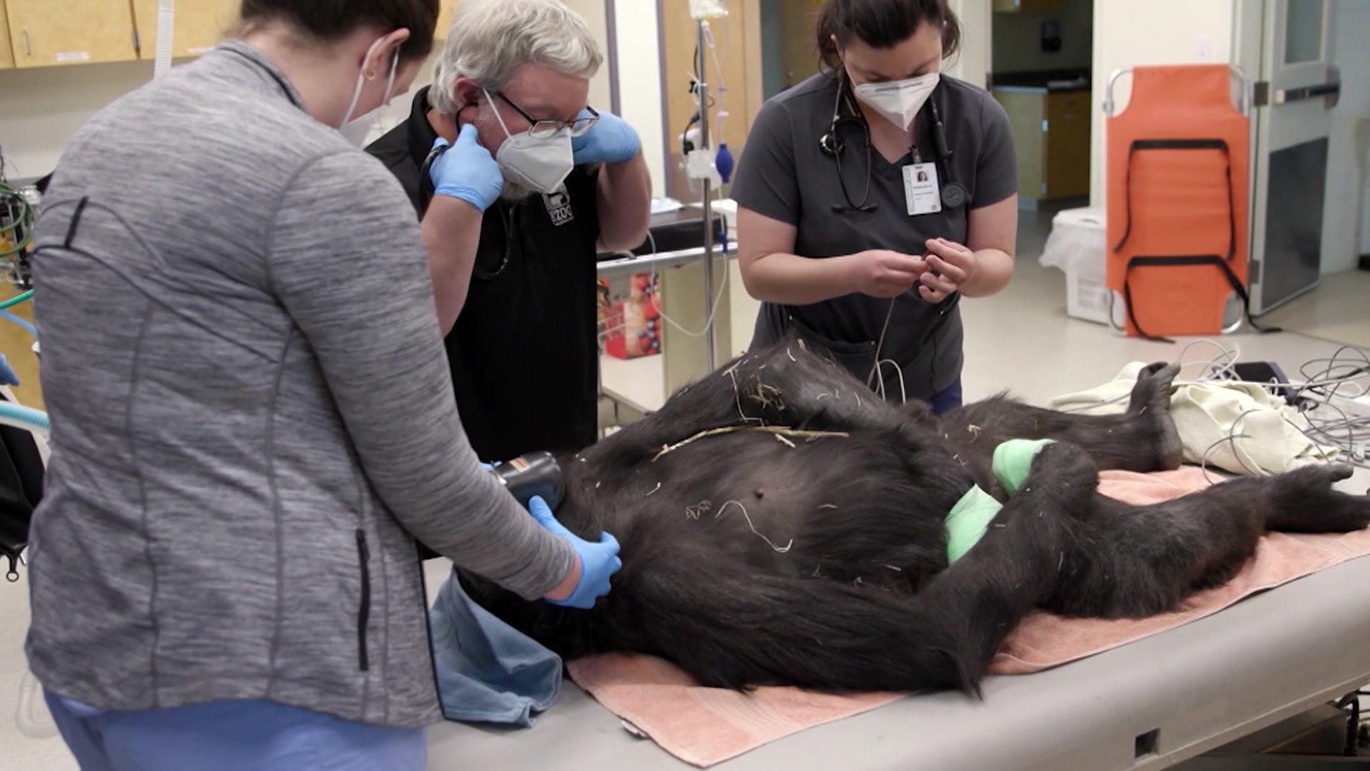 Gorilla-Lady Gladys bekommt einen Gips verpasst Ungewöhnliche OP-Patientin