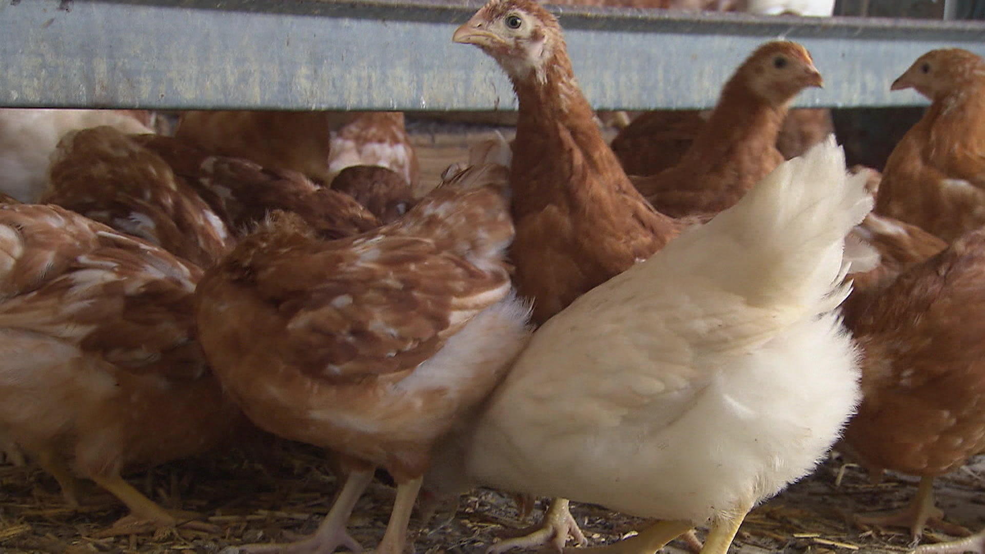 Vogelgrippe entwickelt sich zur "Tier-Pandemie" WHO zeigt sich besorgt
