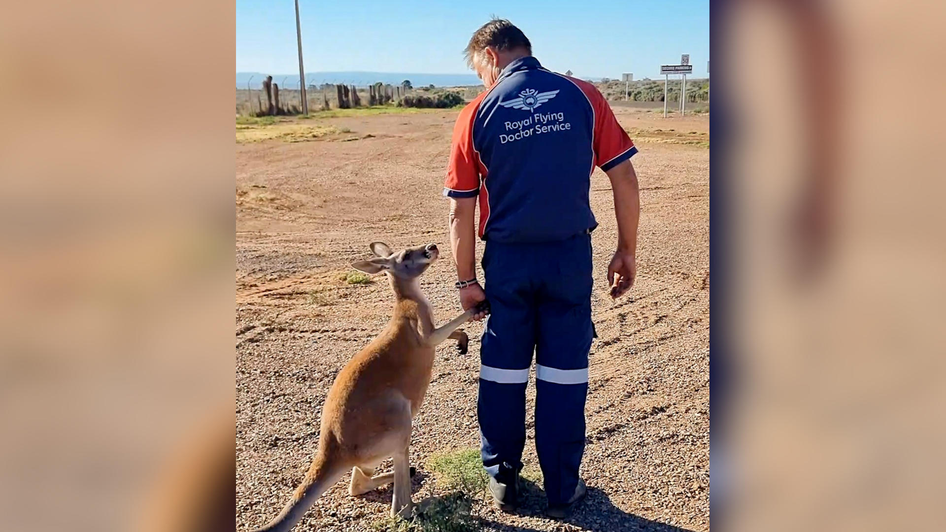 Känguru sucht ungewöhnliche Nähe zu Piloten Ganz Australien ist gerührt!