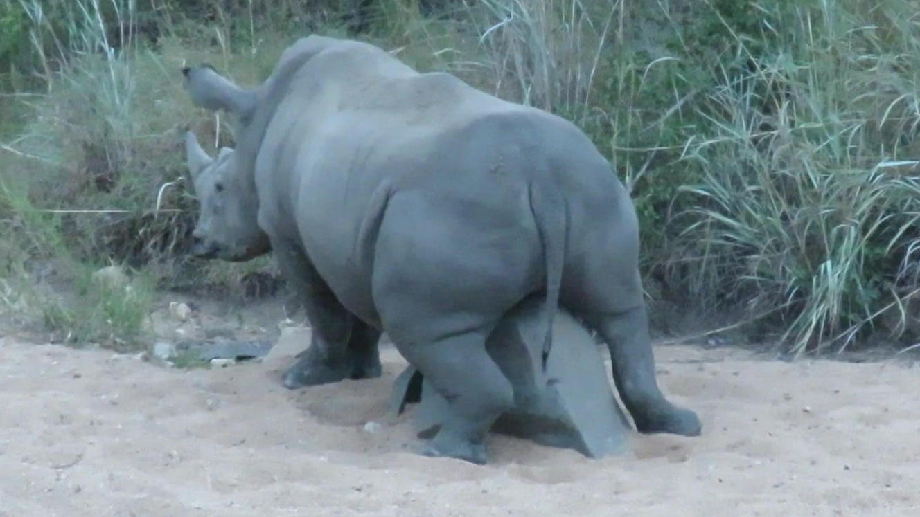 Diesem Nashorn juckt das kleine Horn! Safari-Touris, schaut schnell weg
