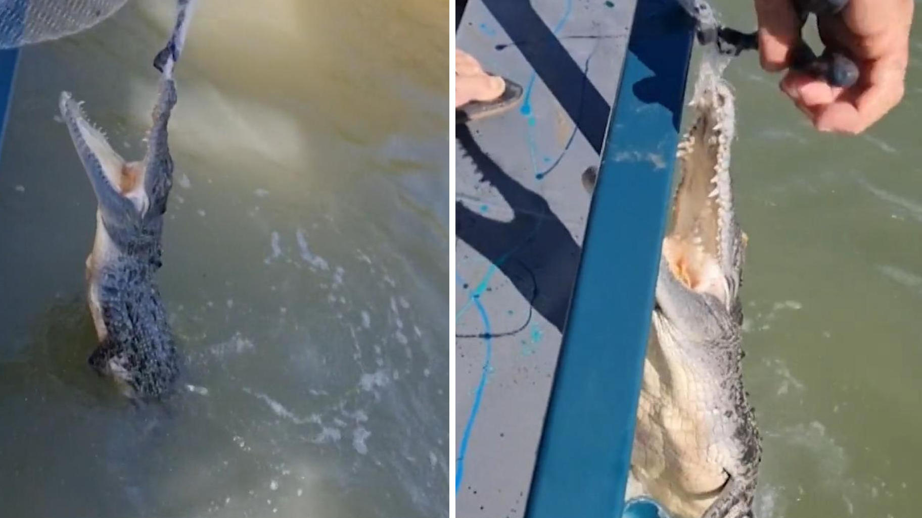 Fischer befreit Krokodil aus Netz Nur Zentimeter trennen ihn vom Maul!