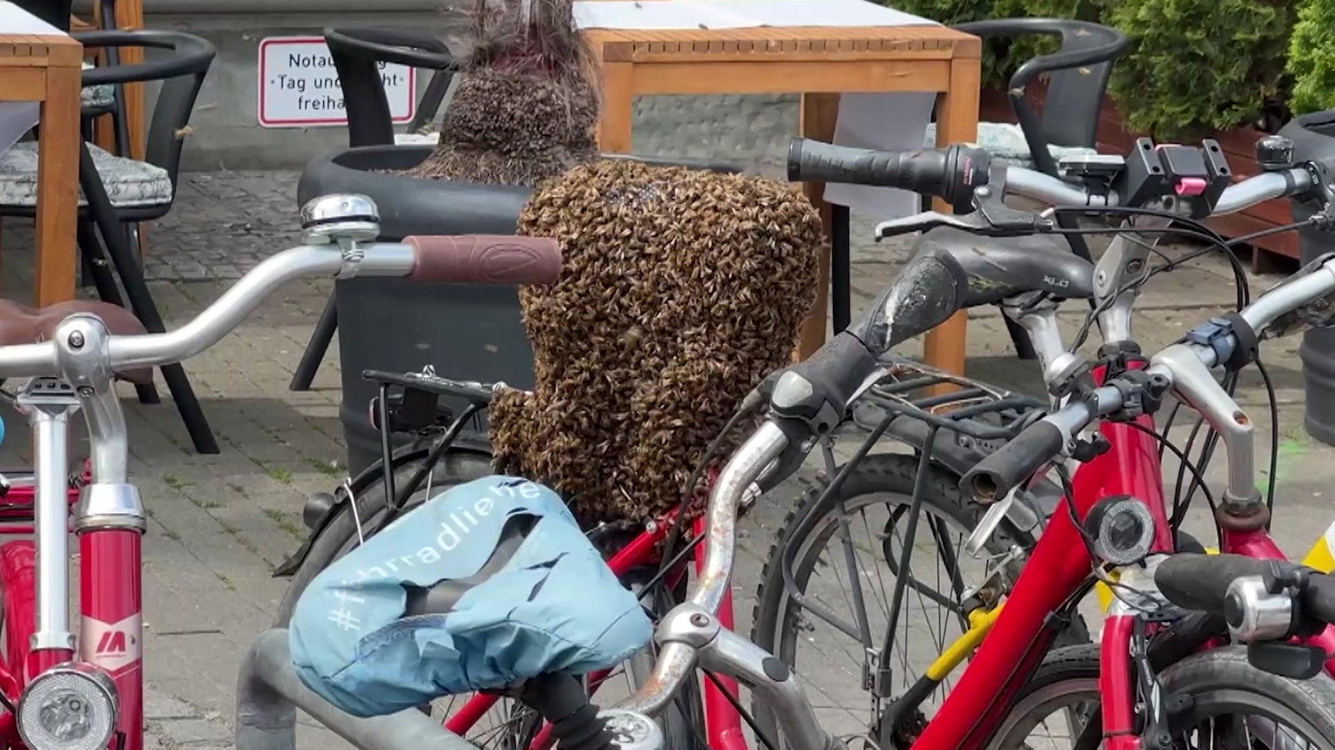 Bienenschwarm on Tour! Königin besetzt Fahrrad Sattel statt Blümchen