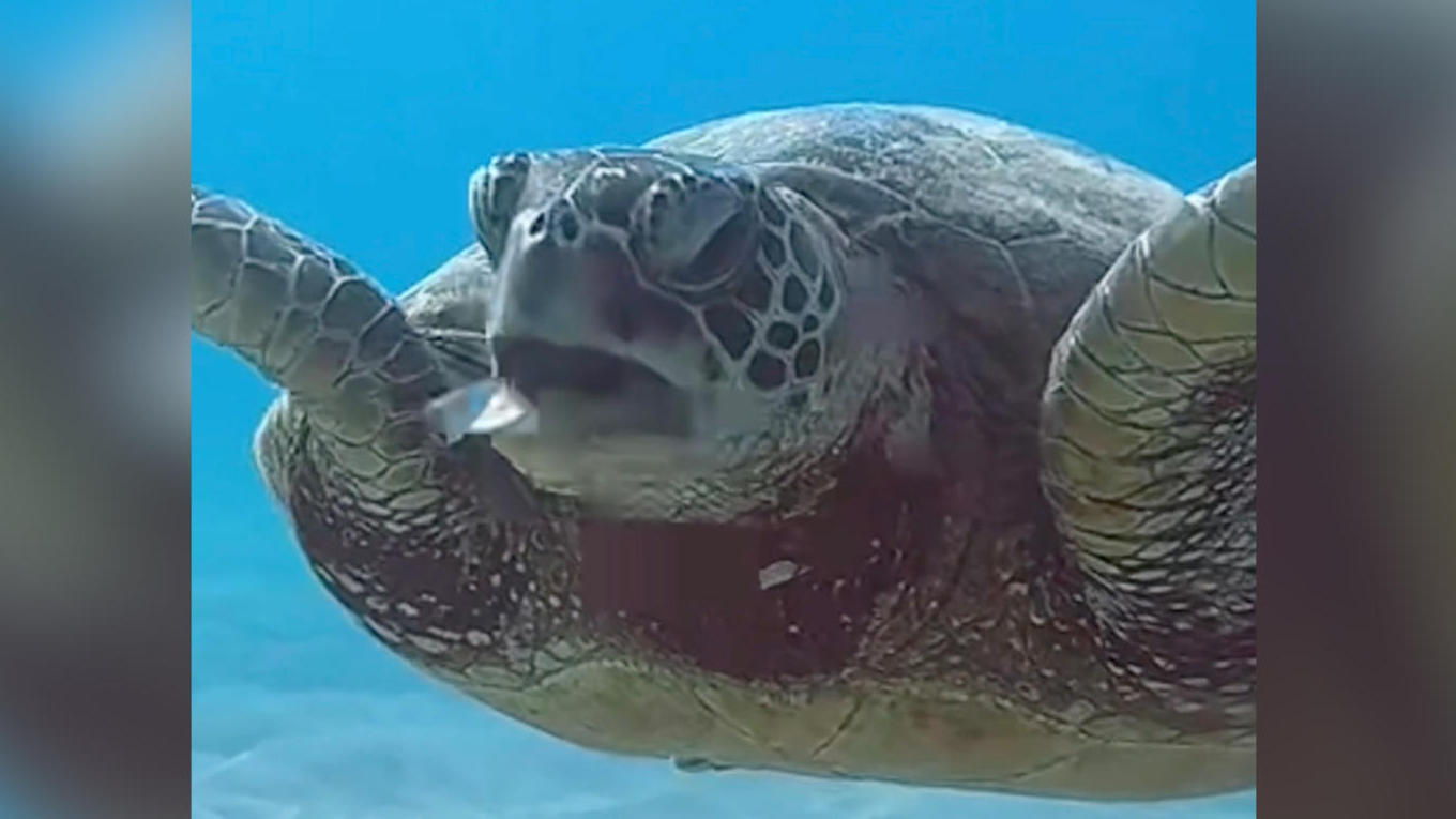 Meeresschildkröte würgt Plastikmüll aus Dieses Foto geht ans Herz