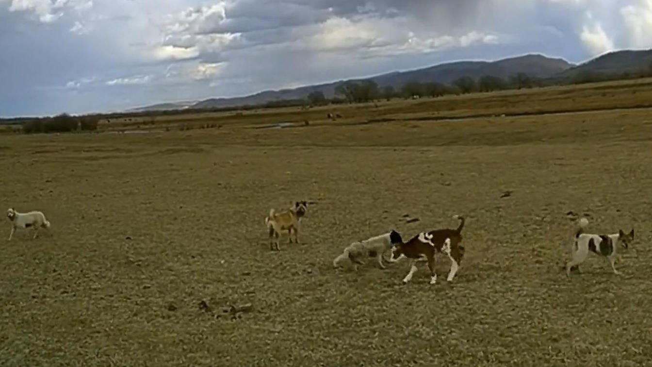 Mit Sturzflug rettet Drohnenpilot Kalb vor Brutal-Angriff Hunde wollen Kuh zerfleischen!