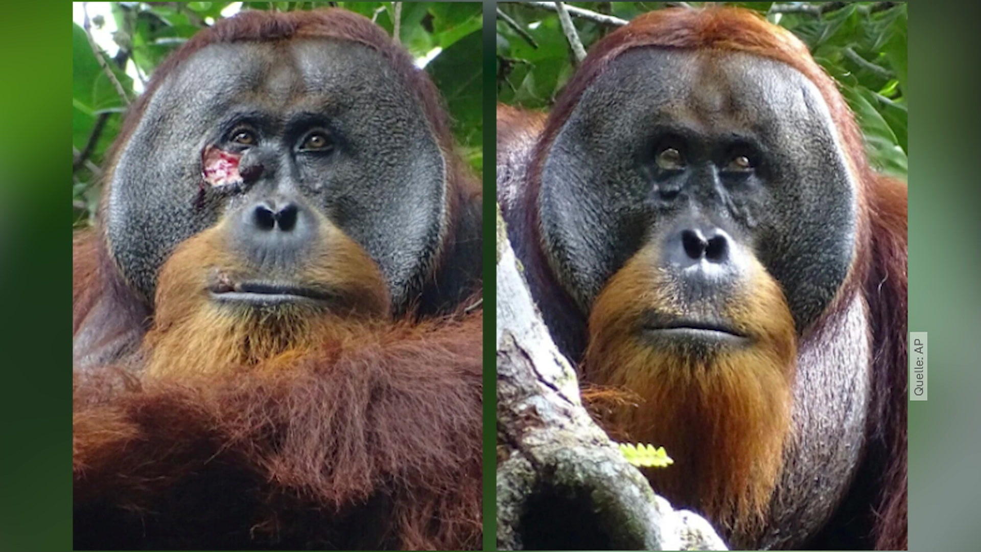 Sensation!  Orang-Utan heilt seine Wunden mit Pflanzen Forscher machen faszinierende Entdeckung