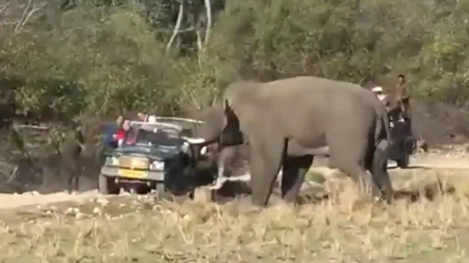 L'attacco di un elefante a una jeep turistica ha trasformato il safari in un viaggio horror