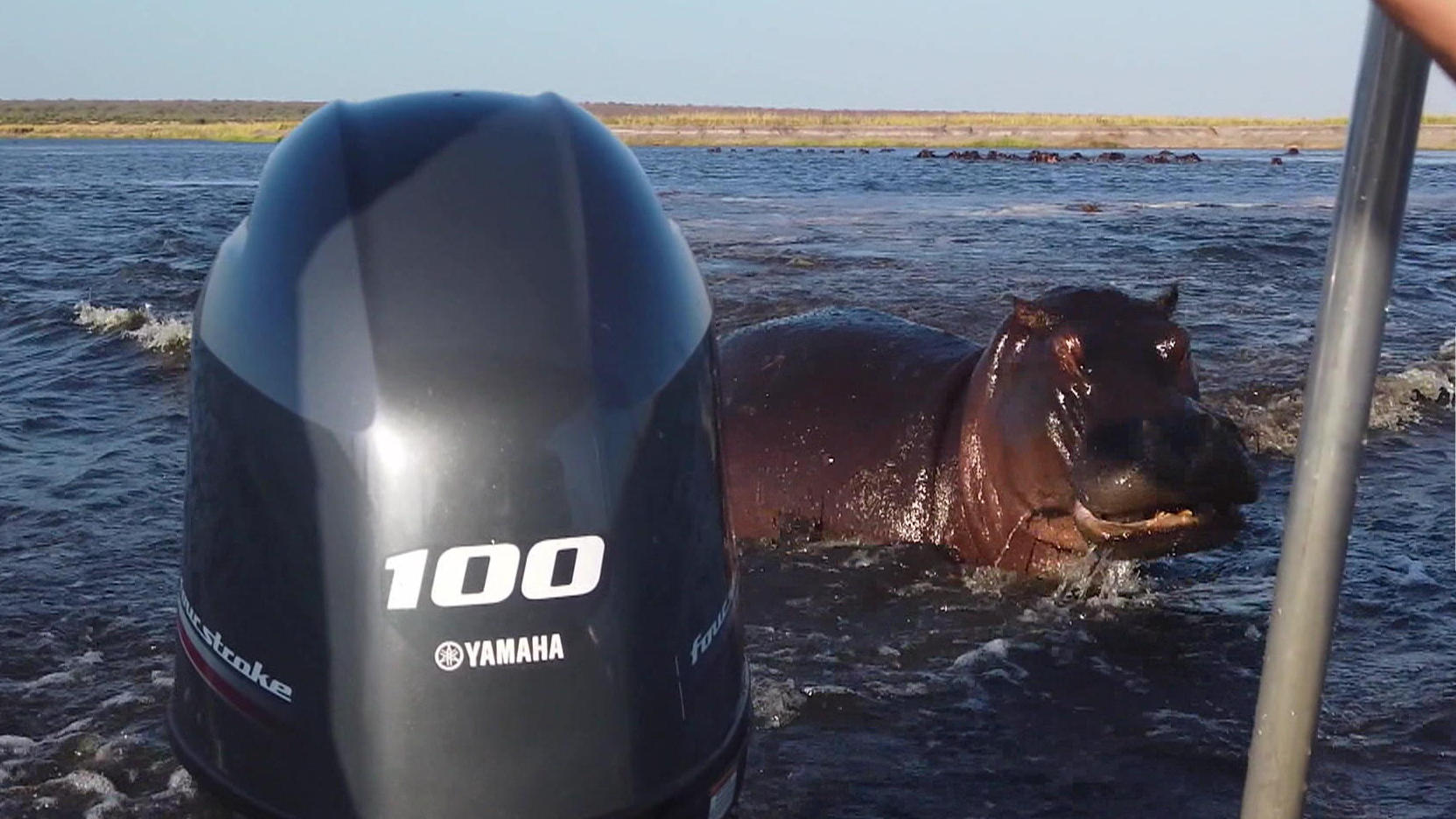 Hippo flippt aus und greift Touristenboot in Namibia an Hippo ist überhaupt nicht glücklich!