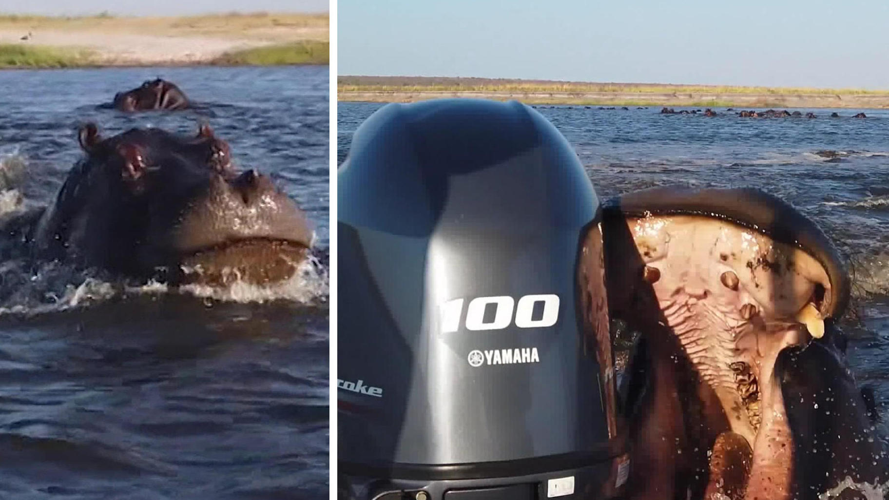 Nilpferd greift Touristenboot an – und macht Motor kaputt!  Wegen des glücklichen Hippo!