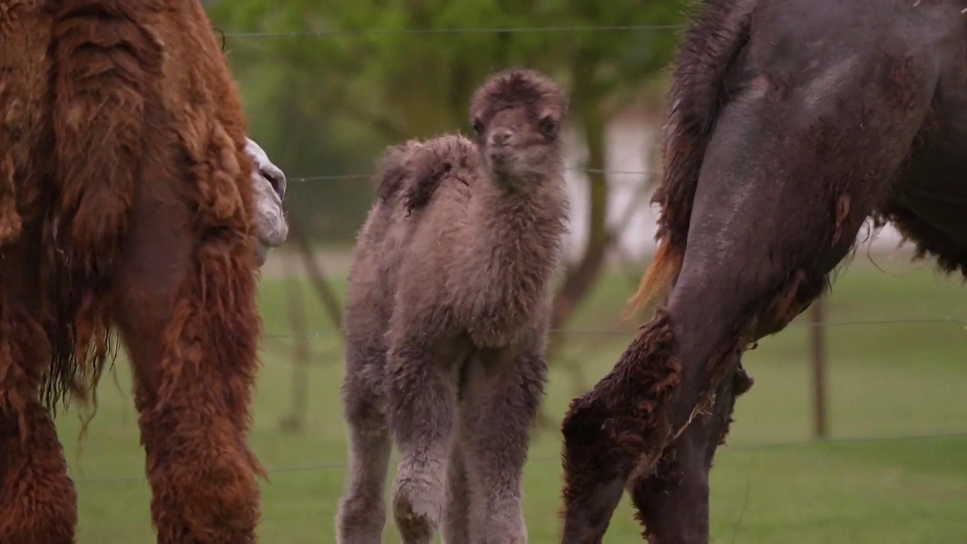 Süßes Kamelbaby begeistert Zoo – und schüttelt seine Herde auf Eine echte Besonderheit!