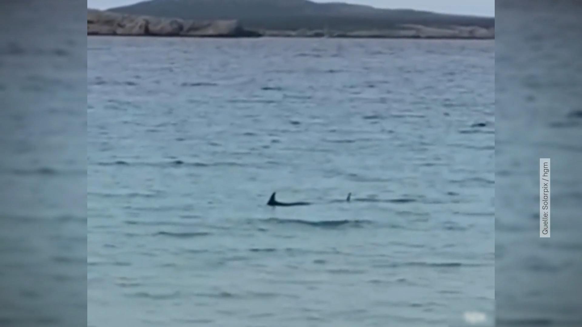 Alerta de tiburones para Menorca - Vuelven a cerrar la playa de Baleares