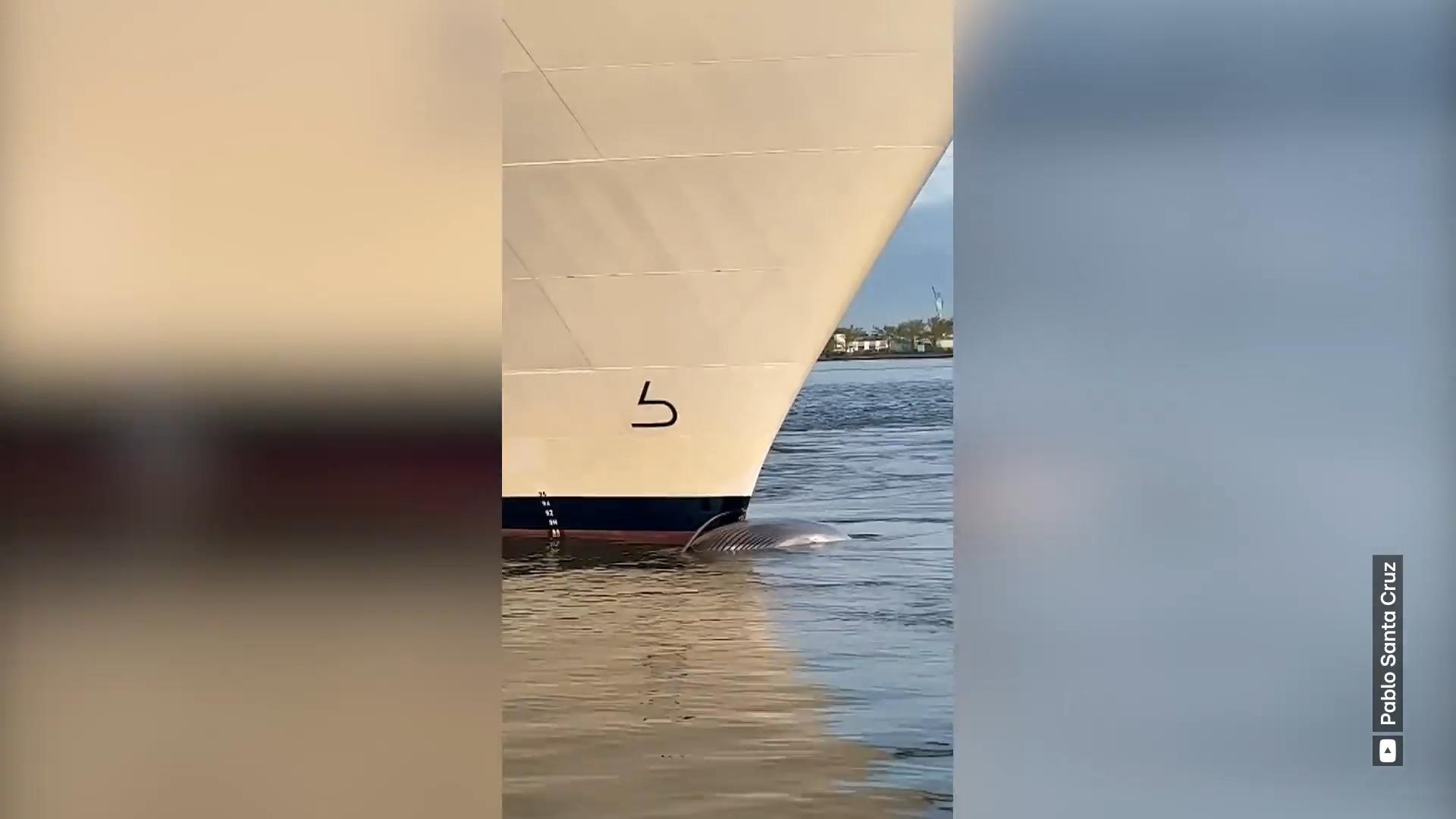 ¡Descubriendo una ballena muerta bajo la proa del barco!  Encuentra terror en el puerto de Nueva York