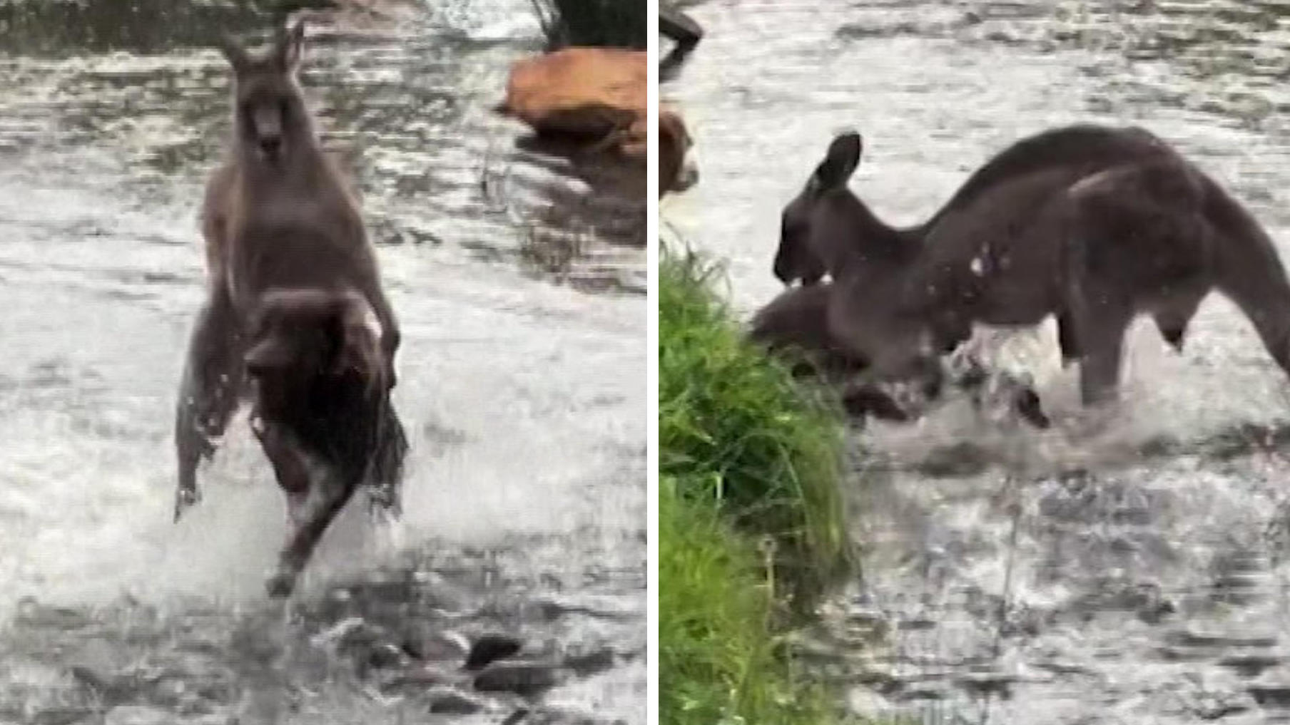 ¡Un canguro arrastra a un perro bajo el agua y de repente lo ataca!