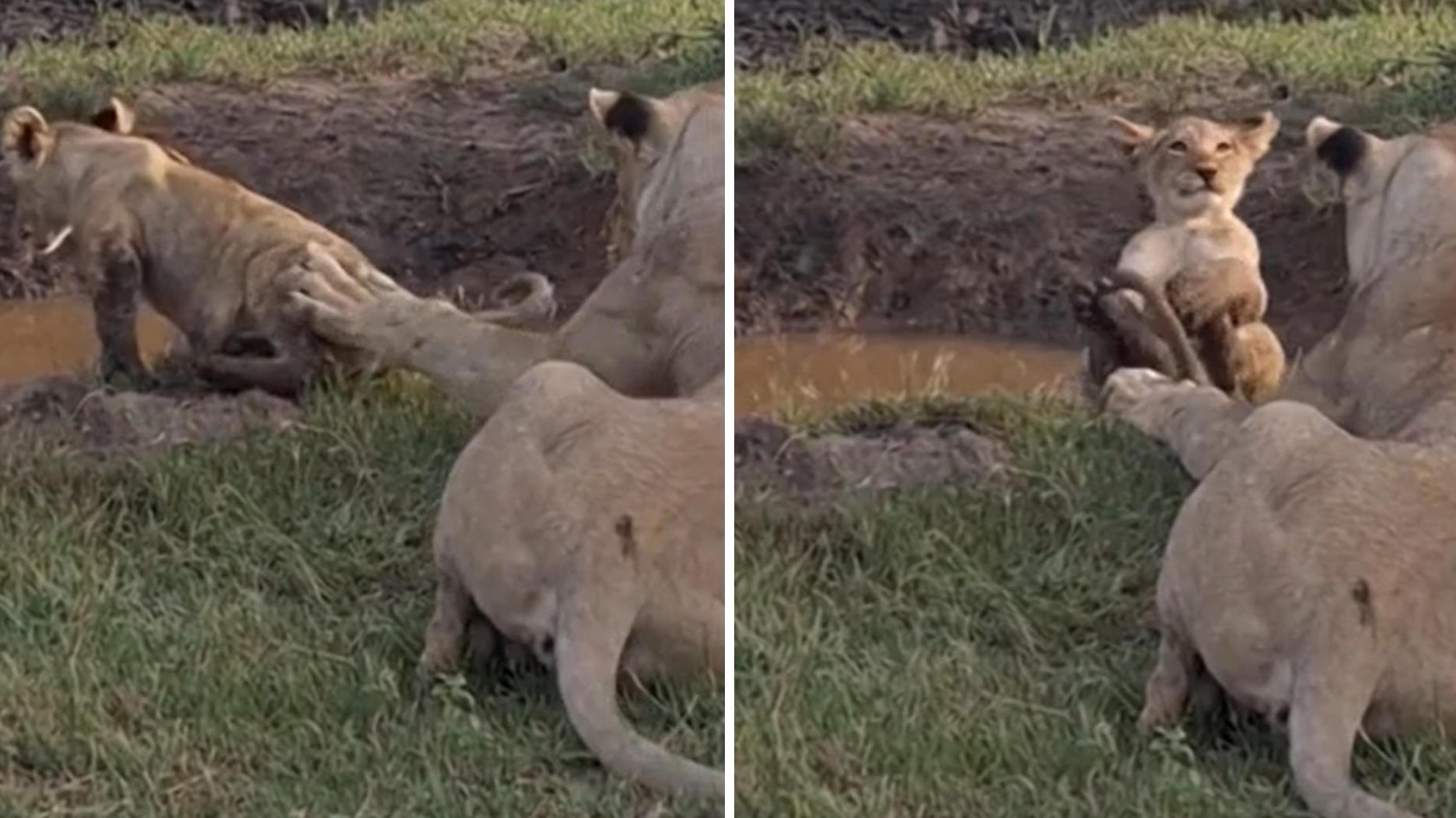 Und plopp!  Löwenmutter stößt ihr Junges in den Schlamm.  Dieser Gesichtsausdruck spricht Bände