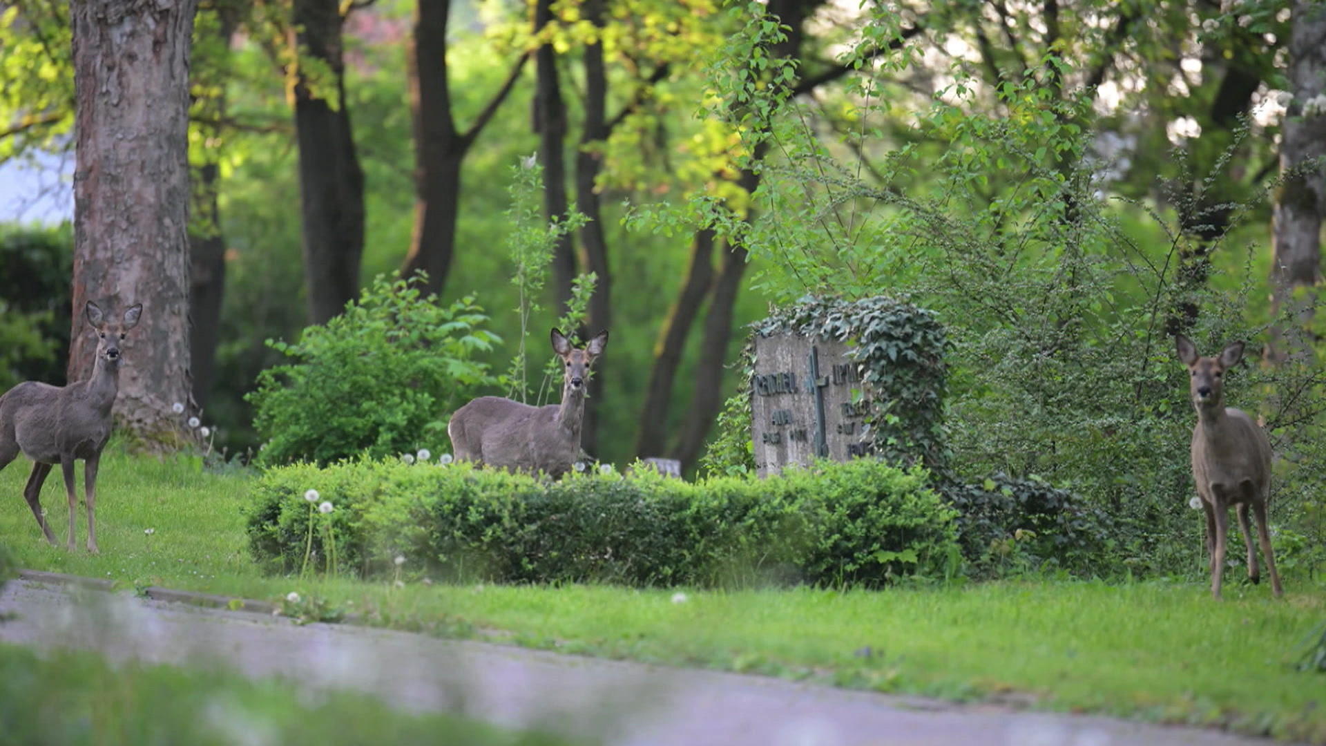 Stadt Fulda will Hirsche auf Friedhof erschießen Tierschützer sind entsetzt